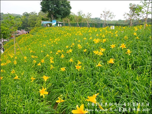 虎山巖金針花-14.jpg