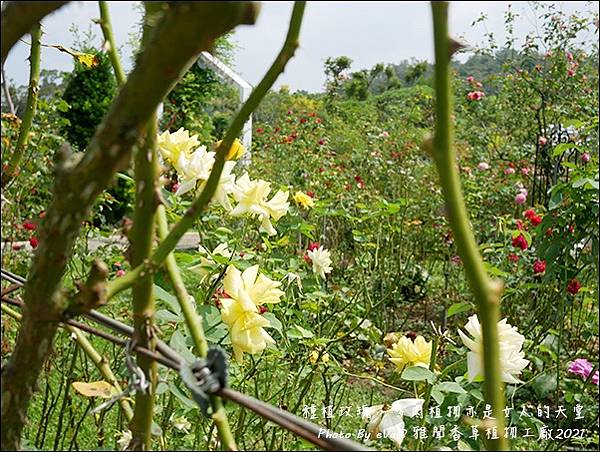 雅聞香草植物工廠-17.jpg