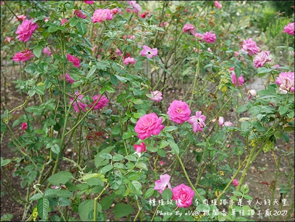 雅聞香草植物工廠-13.jpg