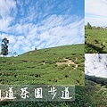 雲之南道茶園步道-01.jpg