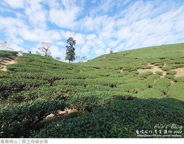 雲之南道茶園步道-12.jpg