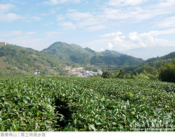 雲之南道茶園步道-23.jpg