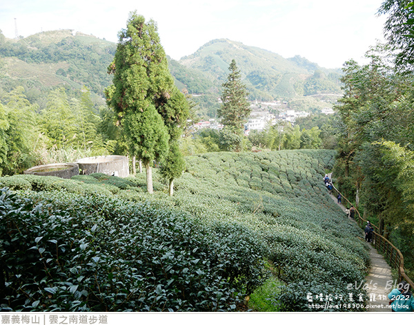 雲之南道茶園步道-26.jpg