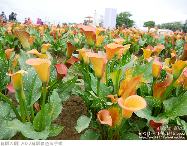 彩色海芋季-19.jpg