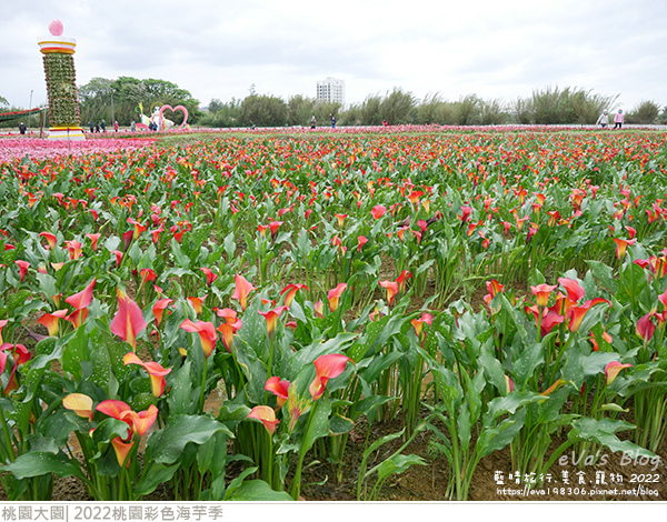 彩色海芋季-28.jpg