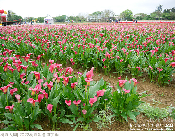 彩色海芋季-29.jpg