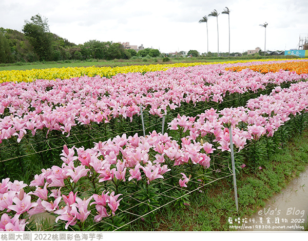 彩色海芋季-43.jpg