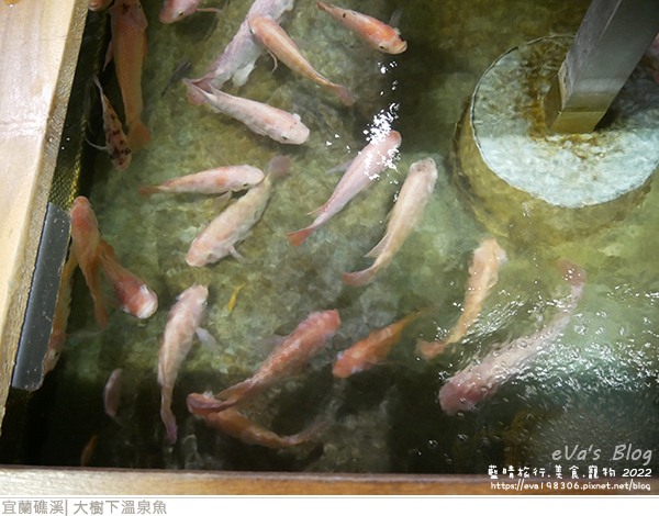 大樹下溫泉魚-12.jpg