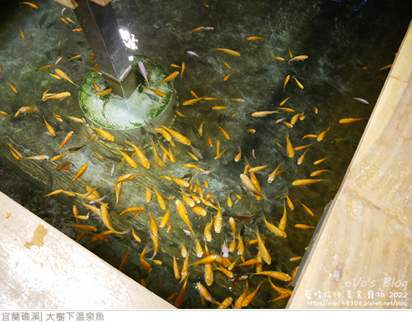 大樹下溫泉魚-09.jpg