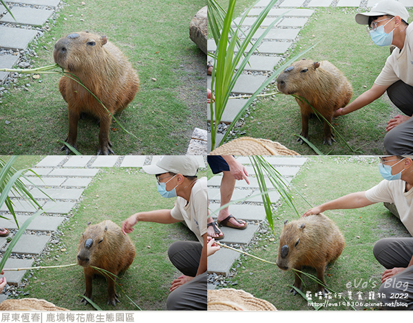 鹿境梅花鹿生態園區-15.jpg