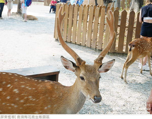 鹿境梅花鹿生態園區-37.jpg