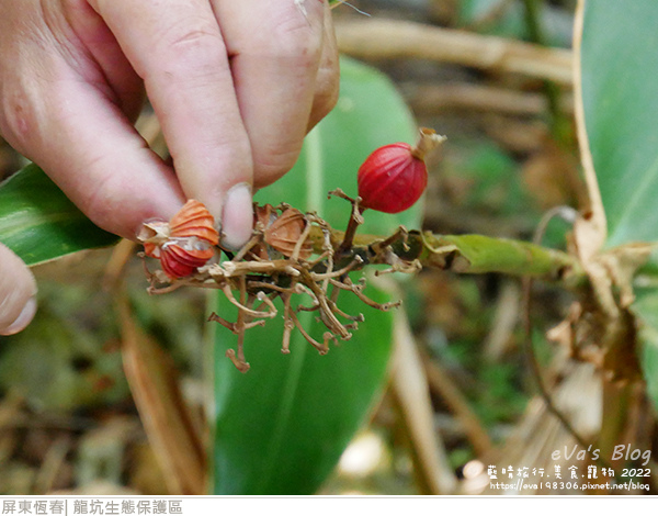 龍坑生態保護區-17.jpg