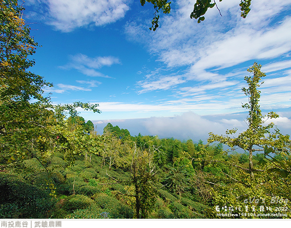 大崙山銀杏-19.jpg