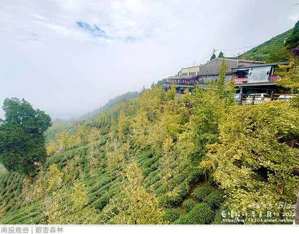 大崙山銀杏-36.jpg