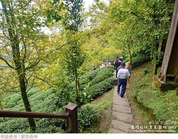 大崙山銀杏-38.jpg