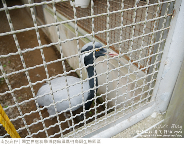 鳳凰谷鳥園生態園區-23.jpg