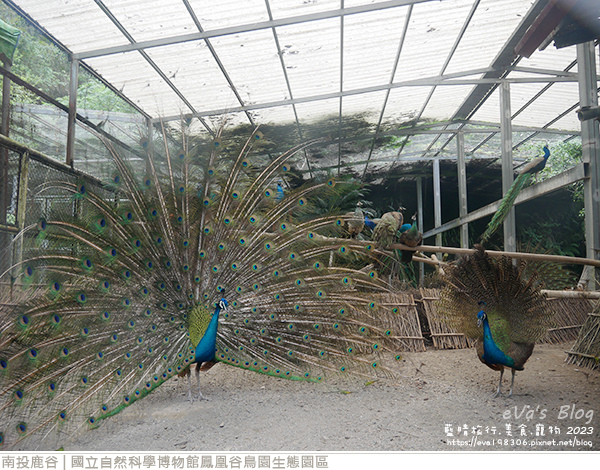 鳳凰谷鳥園生態園區-27.jpg