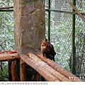 鳳凰谷鳥園生態園區-53.jpg