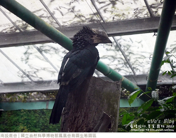 鳳凰谷鳥園生態園區-55.jpg