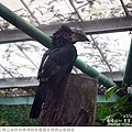 鳳凰谷鳥園生態園區-55.jpg
