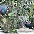 鳳凰谷鳥園生態園區-58.jpg