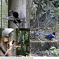 鳳凰谷鳥園生態園區-60.jpg