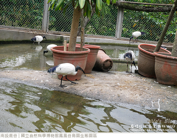 鳳凰谷鳥園生態園區-63.jpg