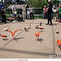 JOJOZOO PARK九九峰動物樂園-59.jpg