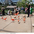 JOJOZOO PARK九九峰動物樂園-60.jpg