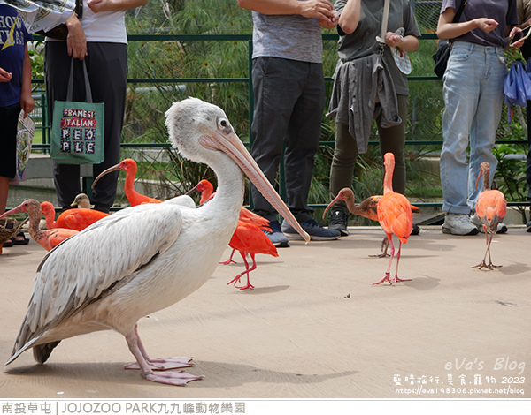 JOJOZOO PARK九九峰動物樂園-61.jpg