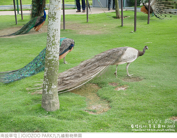 JOJOZOO PARK九九峰動物樂園-74.jpg