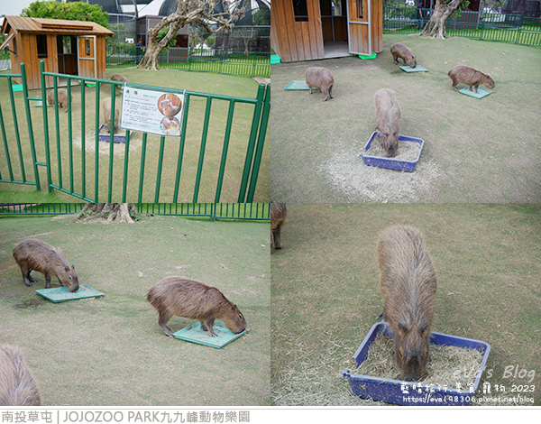 JOJOZOO PARK九九峰動物樂園-80.jpg