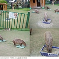 JOJOZOO PARK九九峰動物樂園-80.jpg