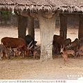 Safari world 賽福瑞動物園和鳥巢餐廳-15.jpg