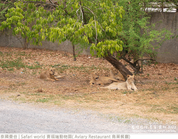 Safari world 賽福瑞動物園和鳥巢餐廳-19.jpg