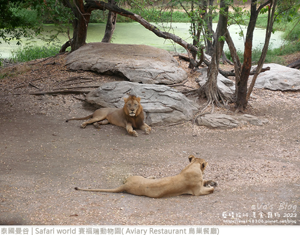 Safari world 賽福瑞動物園和鳥巢餐廳-18.jpg