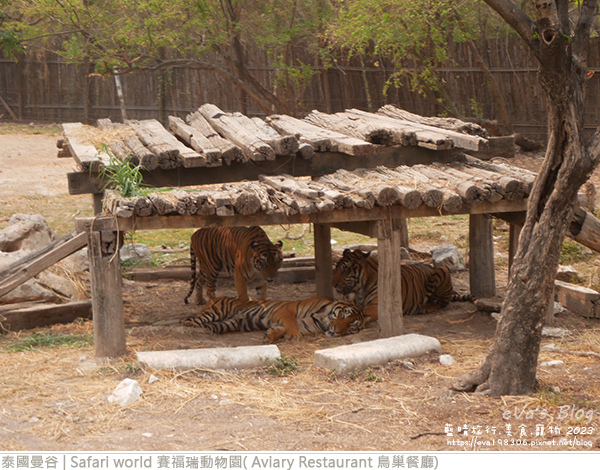 Safari world 賽福瑞動物園和鳥巢餐廳-20.jpg