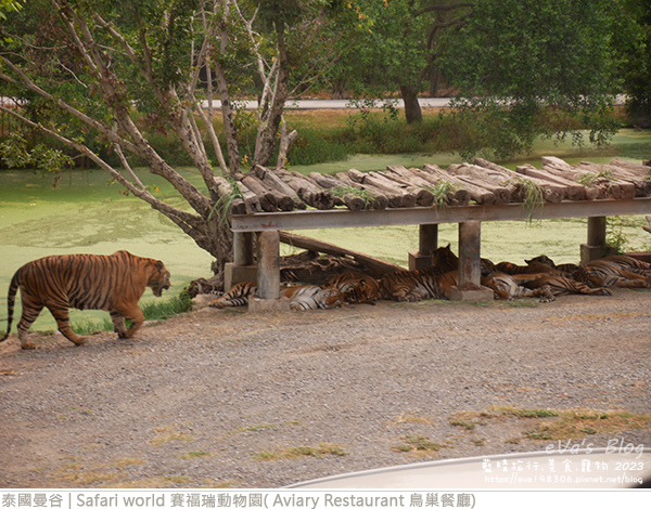 Safari world 賽福瑞動物園和鳥巢餐廳-21.jpg