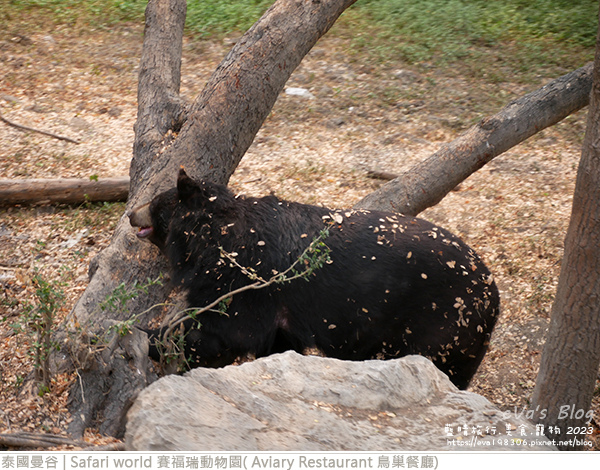 Safari world 賽福瑞動物園和鳥巢餐廳-25.jpg