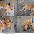 獵犬不打獵鄉林小食光-44.jpg