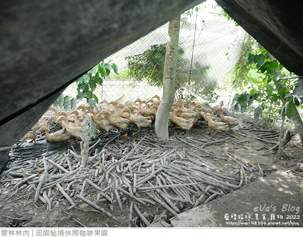 田園秘境休閒咖啡果園-41.jpg