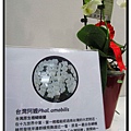台灣原生種蘭花