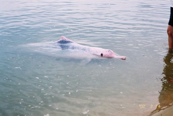 粉紅海豚.jpg