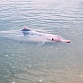粉紅海豚.jpg