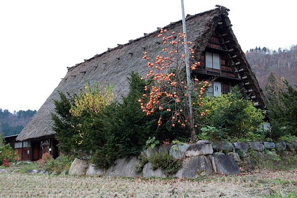 日本北陸京都9日 Day 3-2 住宿 世界遺產白川鄉《孫右