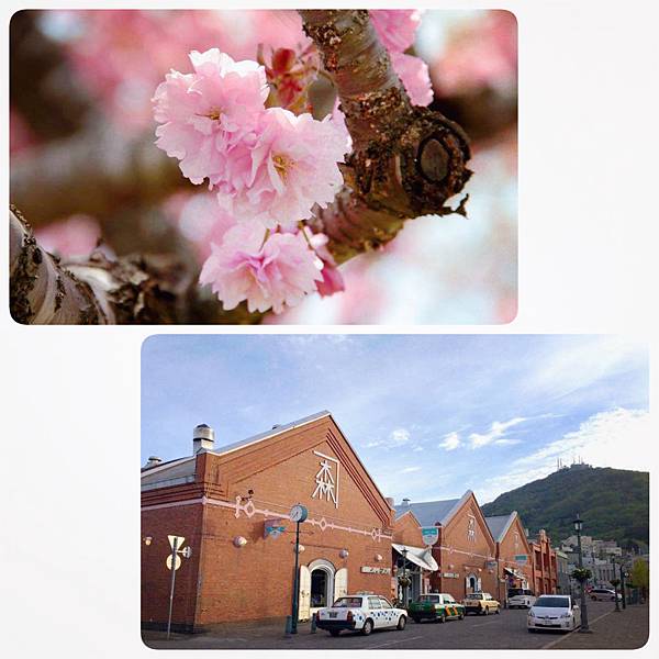 2016 北海道(二訪) 小樽．函館．札幌．賞櫻 5日 《行
