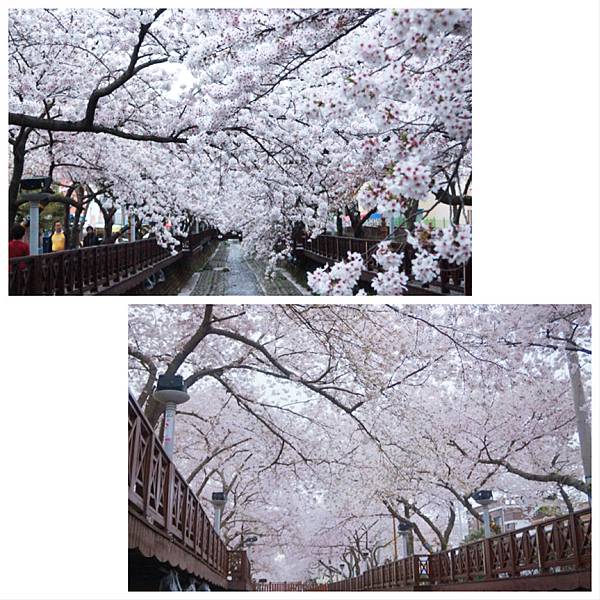 釜山‧鎮海‧首爾~賞櫻‧秘苑‧韓屋‧古宮夜遊‧韓牛‧御膳 1 釜山‧鎮海‧首爾~賞櫻‧秘苑‧韓屋‧古宮夜遊‧韓牛‧御膳 1
