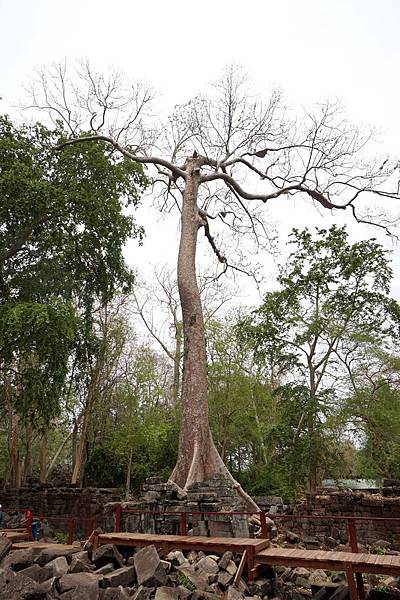 吳哥窟11日︱叢林中沉睡800年的《班提奇馬寺 Bantea