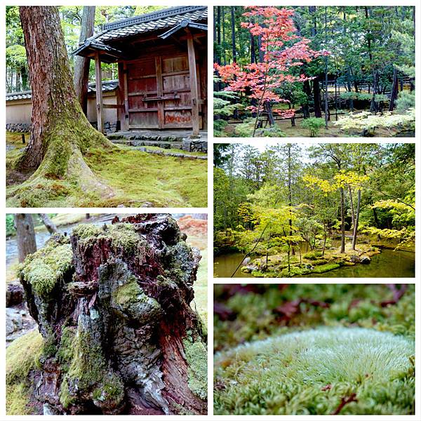 京都新綠。海の京都。森の京都~川床。舞妓。賞螢。苔寺。美山町