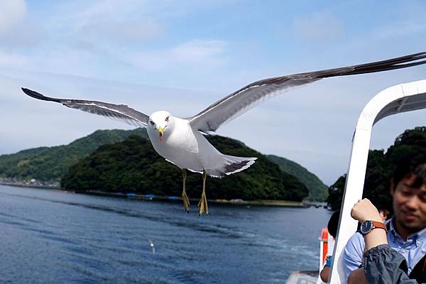 伊根︱【伊根灣めぐり遊覽船】和【海上計程車（海上タクシー）】